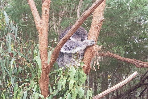 Phillip Island Penguin And Wildlife Tour - Accommodation Sydney 16