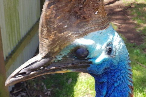 Phillip Island Penguin And Wildlife Tour - Accommodation Sydney 19