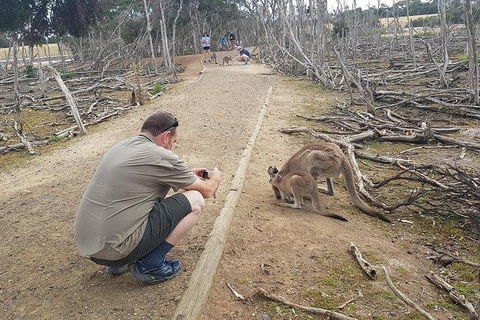 Phillip Island Penguin And Wildlife Tour - Accommodation Sydney 30
