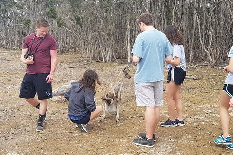 Phillip Island Penguin And Wildlife Tour - Accommodation Sydney 3