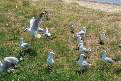 Phillip Island Penguin And Wildlife Tour - Accommodation Sydney 9