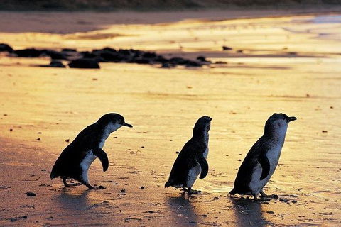Phillip Island Penguin And Wildlife Tour - Accommodation Sydney 13