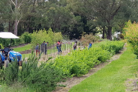 Yarra Valley Wineries And Rayners Orchard Tour From Melbourne - Accommodation Sydney 3