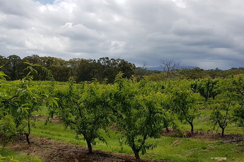 Yarra Valley Wineries And Rayners Orchard Tour From Melbourne - Accommodation Sydney 18