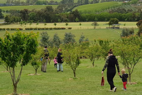 Day Tour Of Yarra Valley Puffing Billy And Rayners Orchard - Accommodation Sydney 36