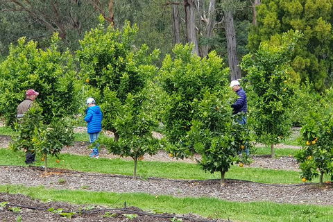 Day Tour Of Yarra Valley Puffing Billy And Rayners Orchard - Accommodation Sydney 1