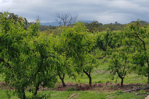 Day Tour Of Yarra Valley Puffing Billy And Rayners Orchard - Accommodation Sydney 41