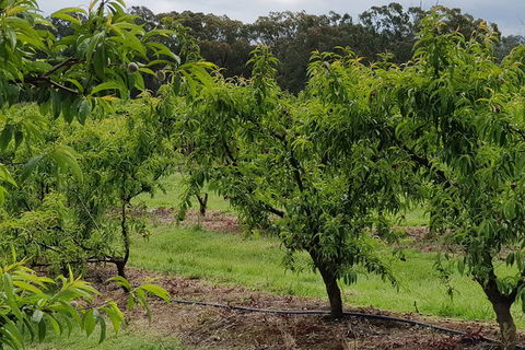 Day Tour Of Yarra Valley Puffing Billy And Rayners Orchard - Accommodation Sydney 49