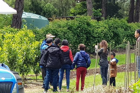Day Tour Of Yarra Valley Puffing Billy And Rayners Orchard - Accommodation Sydney 16