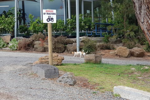 Day Tour Of Yarra Valley Puffing Billy And Rayners Orchard - Accommodation Sydney 2