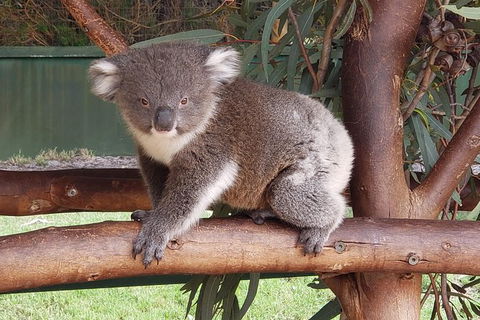Very Best Of Perth Tour - Wildlife Park & City Highlights Tour - Sydney 4u 5