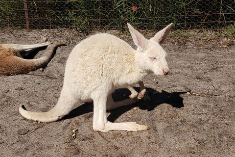 Very Best Of Perth Tour - Wildlife Park & City Highlights Tour - Sydney 4u 4