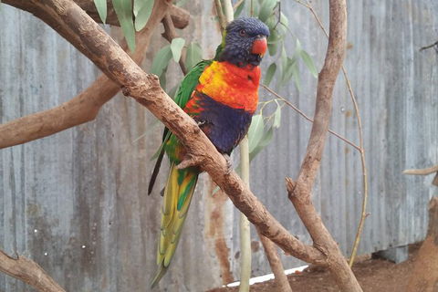 Very Best Of Perth Tour - Wildlife Park & City Highlights Tour - Sydney 4u 11