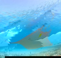 Marine Eco Safari - Swim with Manta Rays - Sydney 4u
