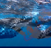 Whale Shark Safari - Sydney 4u