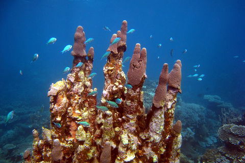 Coral Bay 3-Hour Turtle Ecotour - Accommodation Sydney 1