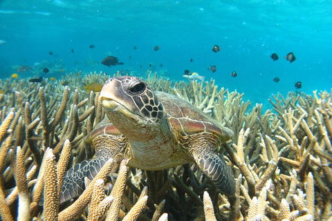 Coral Bay 3-Hour Turtle Ecotour - Accommodation Sydney 0