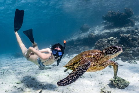 Coral Bay 3-Hour Turtle Ecotour - Accommodation Sydney 3