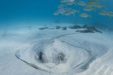 Coral Bay 3-Hour Turtle Ecotour - Accommodation Sydney 2