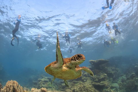 Coral Bay 3-Hour Turtle Ecotour - Accommodation Sydney 4