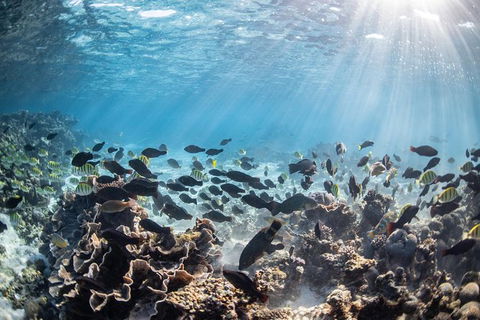 Coral Bay 3-Hour Turtle Ecotour - Accommodation Sydney 5