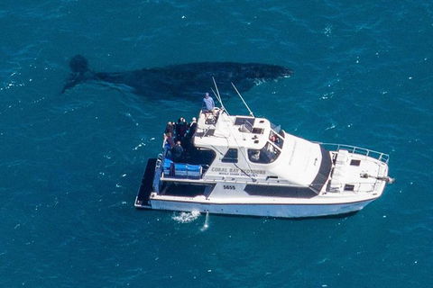 Humpback Whale Safari - Sydney 4u 2