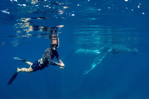 Humpback Whale Safari - Sydney 4u 1
