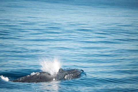 Humpback Whale Safari - Sydney 4u 4