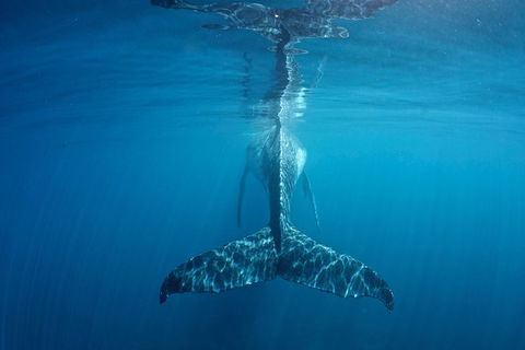 Humpback Whale Safari - Sydney 4u 5