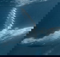 Humpback Whale Safari - Sydney 4u