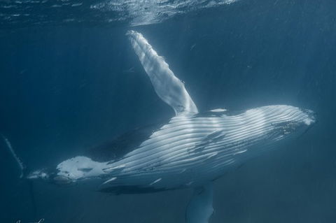 Humpback Whale Safari - Sydney 4u 0