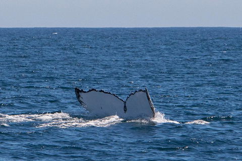 Humpback Whale Safari - Sydney 4u 3