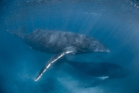 Full-Day Whale Watching Snorkeling And Swimming At Coral Bay - Sydney 4u 6
