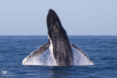 Full-Day Whale Watching Snorkeling And Swimming At Coral Bay - Sydney 4u 0