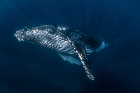 Full-Day Whale Watching Snorkeling And Swimming At Coral Bay - Sydney 4u 7