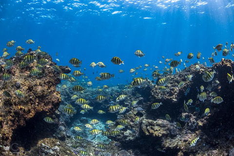 Full-Day Whale Watching Snorkeling And Swimming At Coral Bay - Sydney 4u 1