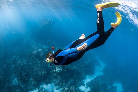 Full-Day Whale Watching Snorkeling And Swimming At Coral Bay - Sydney 4u 2