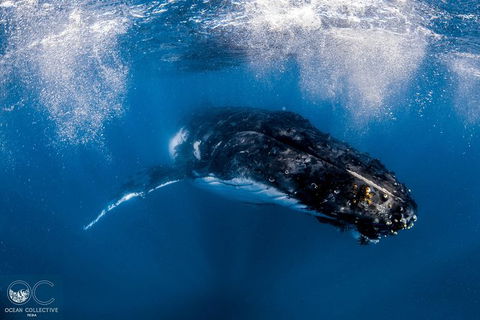 Full-Day Whale Watching Snorkeling And Swimming At Coral Bay - Sydney 4u 4