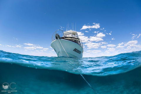 Full-Day Whale Watching Snorkeling And Swimming At Coral Bay - Sydney 4u 3