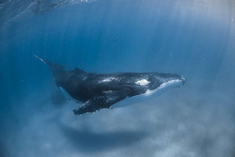 Full-Day Whale Watching Snorkeling And Swimming At Coral Bay - Sydney 4u 5