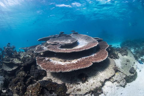 Whale Shark Adventure Tour - Accommodation Sydney 7