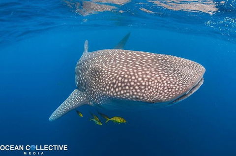 Whale Shark Adventure Tour - Accommodation Sydney 11
