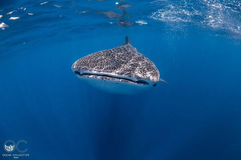 Whale Shark Adventure Tour - Accommodation Sydney 1