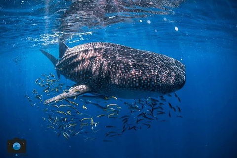 Whale Shark Adventure Tour - Accommodation Sydney 2