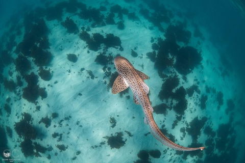 Whale Shark Adventure Tour - Accommodation Sydney 3