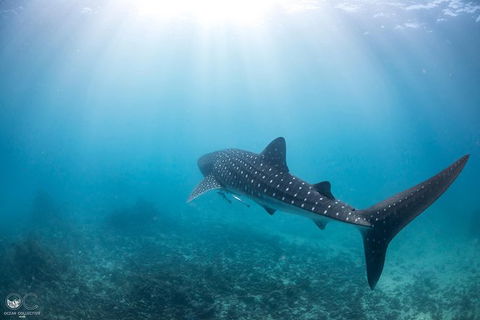Whale Shark Adventure Tour - Accommodation Sydney 9