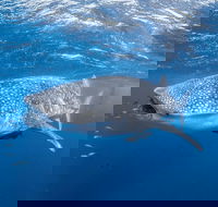 Whale Shark Adventure Tour - Sydney 4u