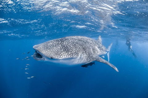 Whale Shark Adventure Tour - Accommodation Sydney 0
