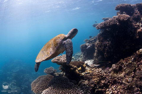 Whale Shark Adventure Tour - Accommodation Sydney 4