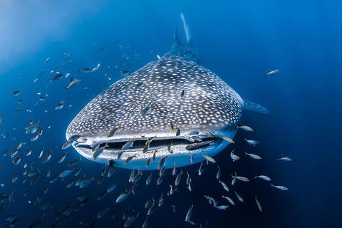 Whale Shark Adventure Tour - Accommodation Sydney 8